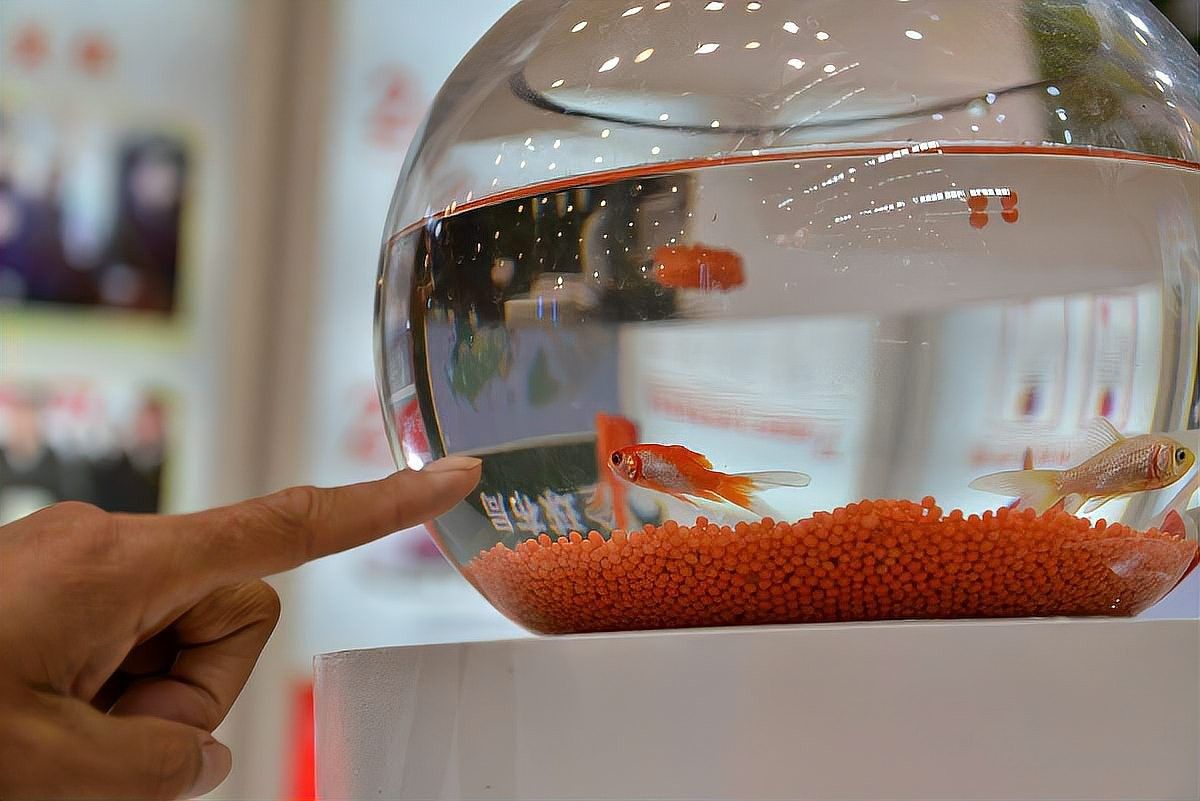 龍魚可以和孔雀魚混養嗎圖片欣賞