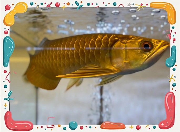 龍魚可以和孔雀魚混養嗎圖片欣賞