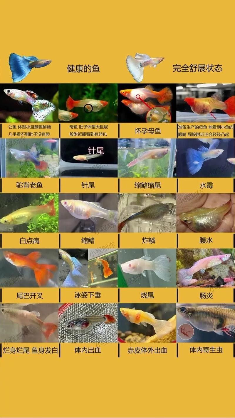 龍魚可以和孔雀魚混養嗎圖片欣賞