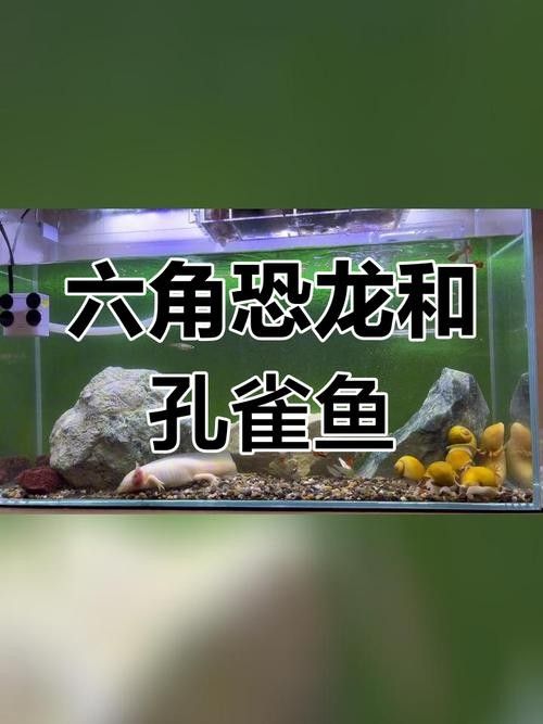 龍魚可以和孔雀魚混養嗎圖片欣賞