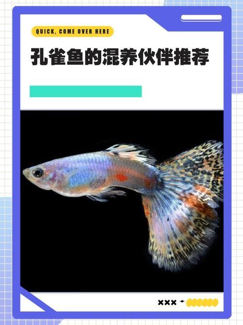 龍魚可以和孔雀魚混養嗎圖片欣賞