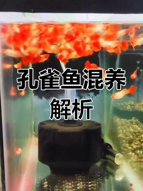 龍魚可以和孔雀魚混養嗎圖片欣賞