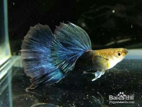 龍魚可以和孔雀魚混養嗎圖片欣賞