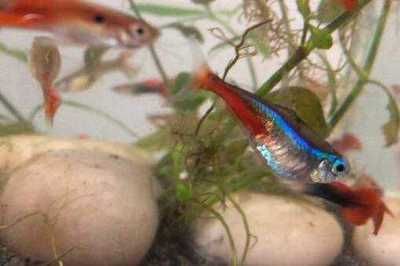 紅綠燈魚可以和曼龍魚混養嗎：紅綠燈魚和曼龍魚是否適合混養，曼龍魚可以和多種魚類混養嗎