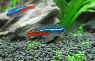 紅綠燈魚可以和曼龍魚混養嗎：紅綠燈魚和曼龍魚是否適合混養，曼龍魚可以和多種魚類混養嗎