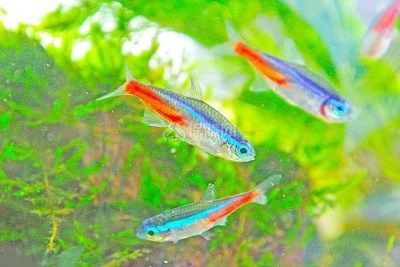 紅綠燈魚可以和曼龍魚混養嗎：紅綠燈魚和曼龍魚是否適合混養，曼龍魚可以和多種魚類混養嗎