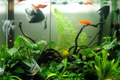質(zhì)量好的魚缸品牌推薦有哪些，博宇boyu水族器材種類佳寶jebo行業(yè)標(biāo)準(zhǔn)制定