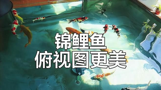 龍鳳錦鯉能和龍魚混養嗎圖片對比