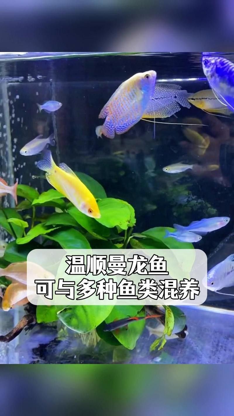 龍鳳錦鯉能和龍魚混養嗎圖片對比