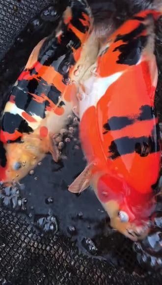 龍鳳錦鯉能和龍魚混養嗎圖片對比