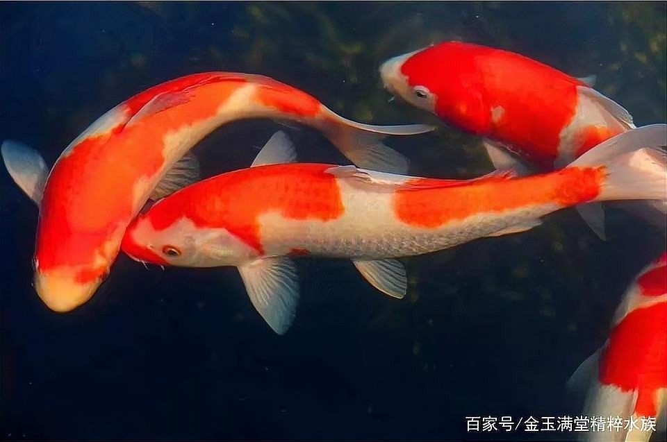 龍鳳錦鯉能和龍魚混養嗎圖片對比