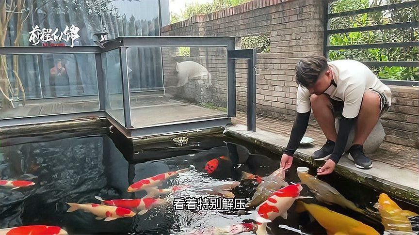 龍鳳錦鯉能和龍魚混養嗎圖片對比
