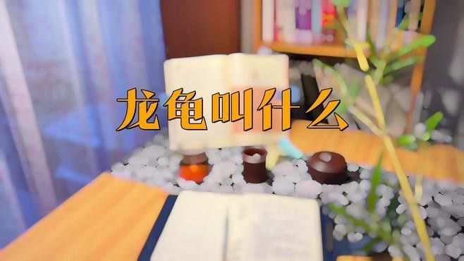 龍龜有哪些品種？