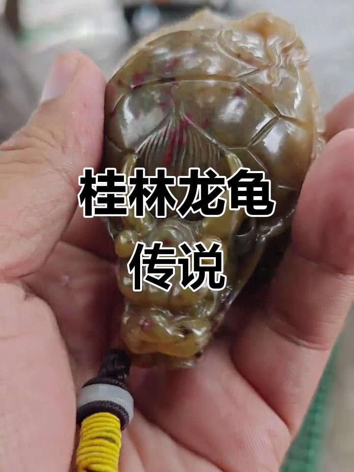 龍龜有哪些品種？