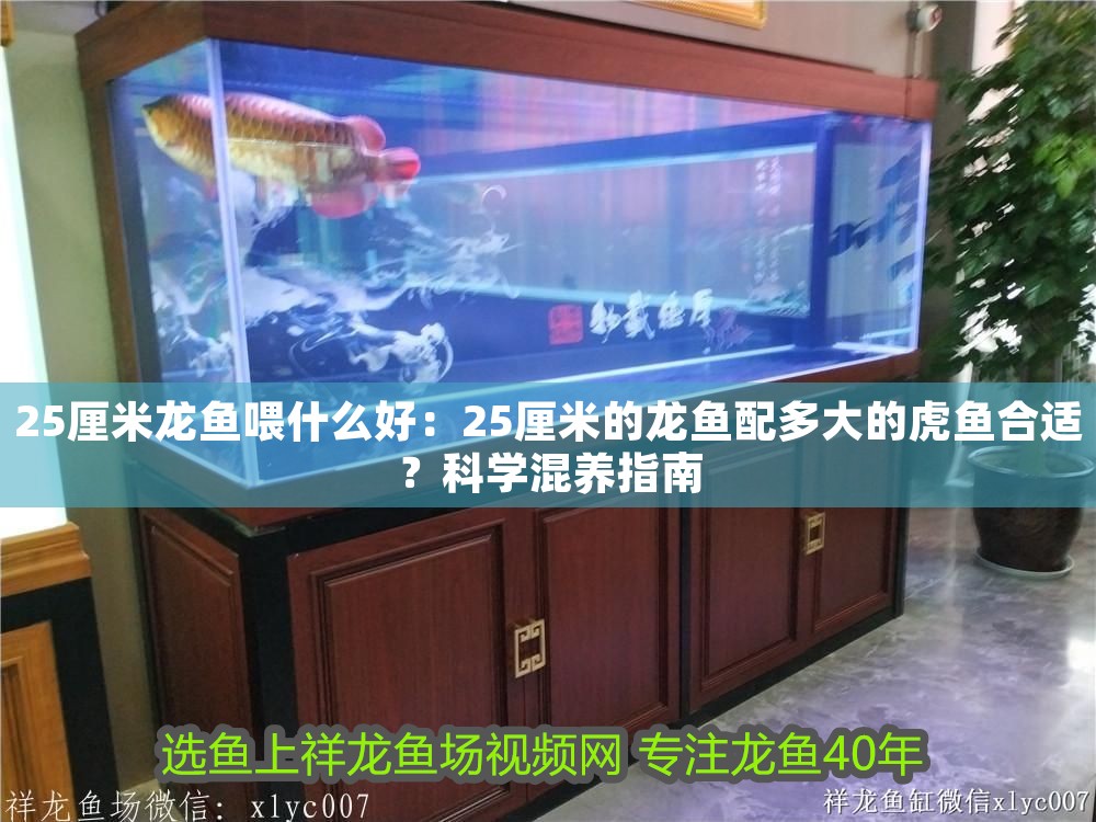 25厘米龍魚喂什么好：25厘米的龍魚配多大的虎魚合適？科學混養指南