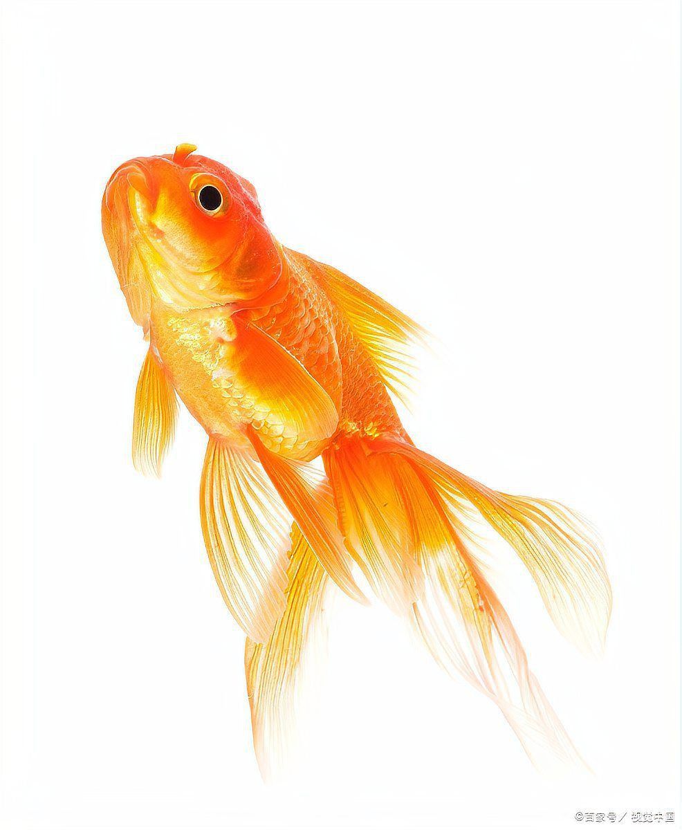 觀賞魚白霜病的治療方法