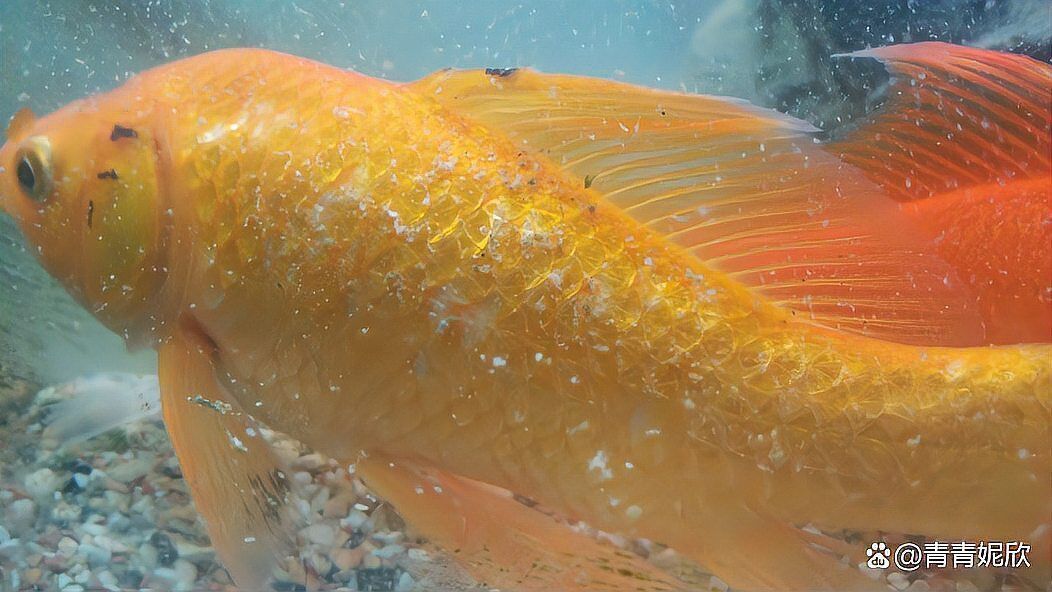 觀(guān)賞魚(yú)白霜病的治療方法