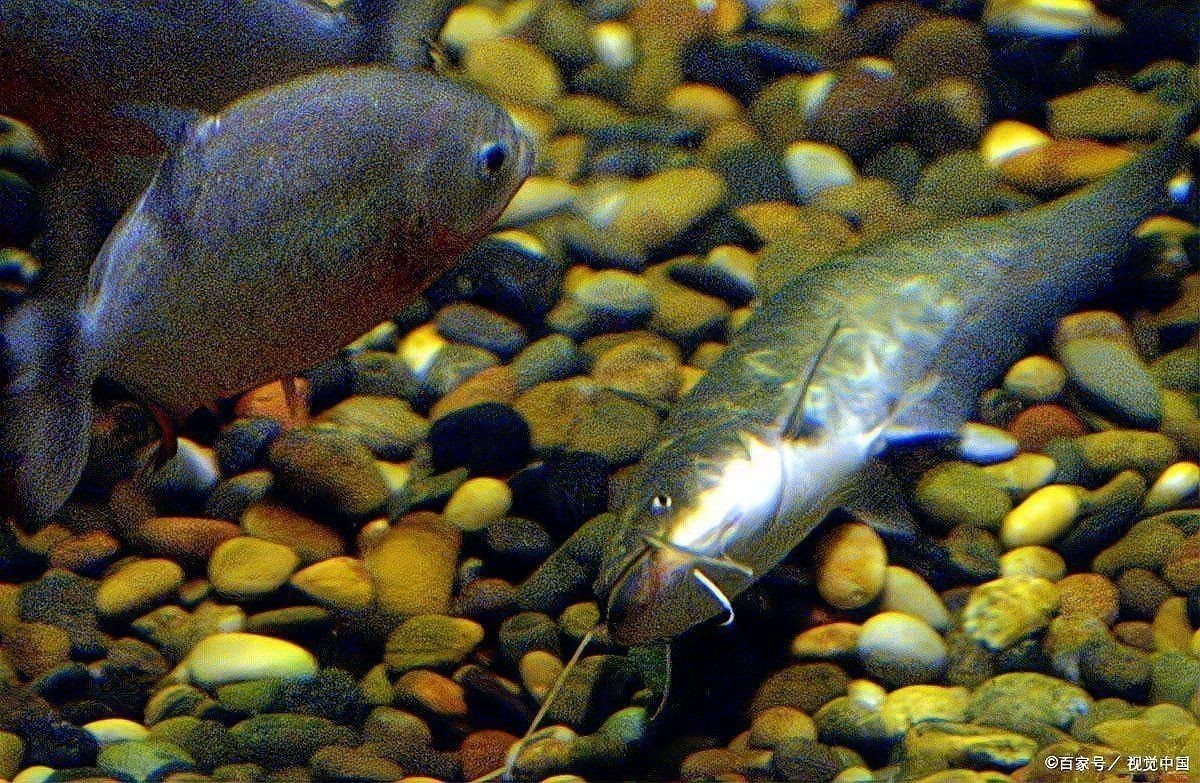 觀(guān)賞魚(yú)白霜病的治療方法