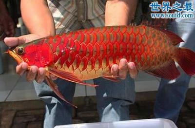 世界最貴龍魚品種排行榜前十名：世界上十大最貴龍魚品種