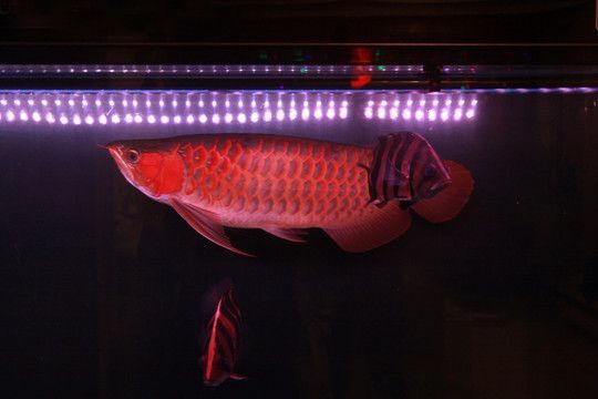 龍魚側燈的放置位置對龍魚的健康和外觀有著重要影響：龍魚側燈的擺放位置