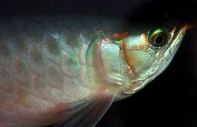 龍魚掉眼修復方法：龍魚掉眼怎么修復