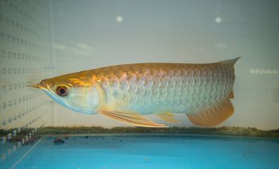 龍魚何時可以不使用加熱棒（龍魚使用加熱棒對水溫的要求比較高，龍魚可以不使用加熱棒）