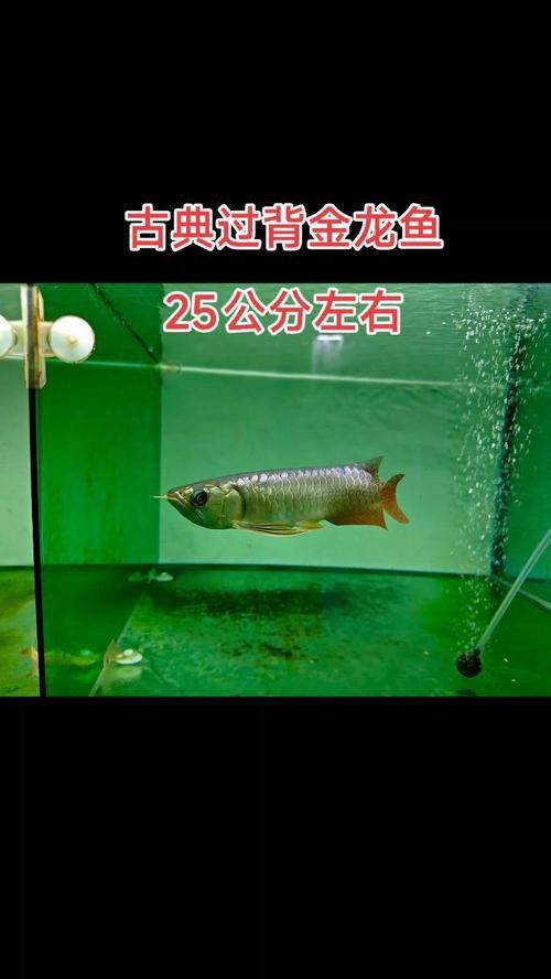 小過背金龍魚