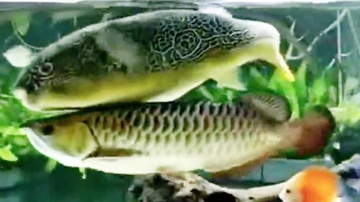 龍魚跟龍魚打架誰厲害，如何判斷龍魚之間的打架行為