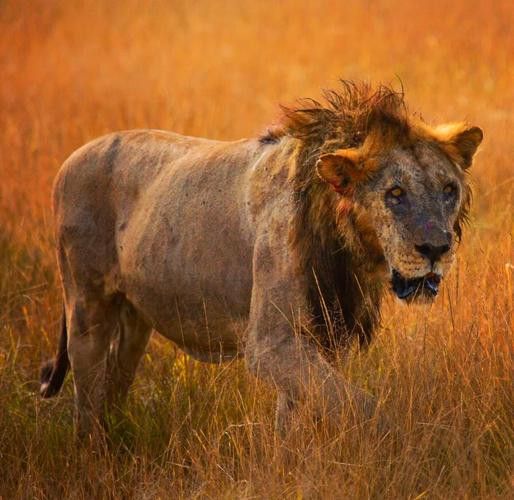 能推薦一些異獸流小說(shuō)嗎？