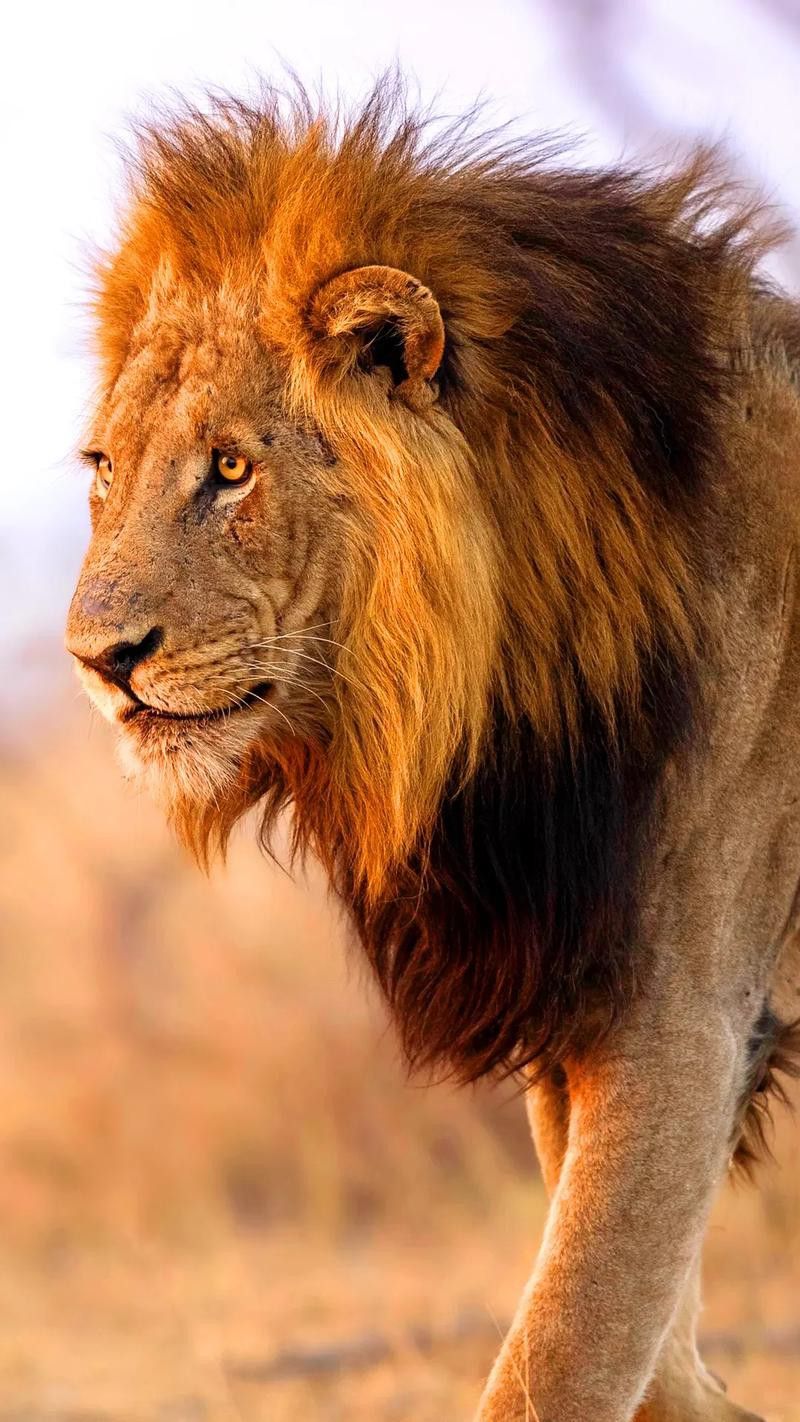 能推薦一些異獸流小說(shuō)嗎？