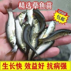 龍魚飼料魚怎么養殖好：養殖龍魚飼料魚需要注意幾個關鍵點，包括水質管理、投喂方法和疾病預防等方面