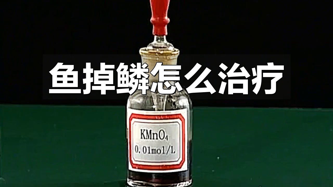 過背金龍魚珠鱗亮化后如何保持