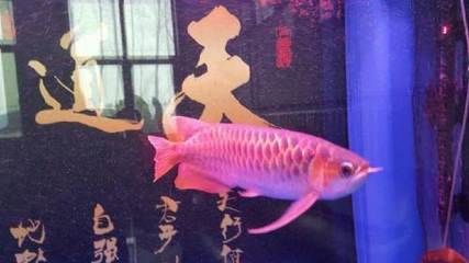 紅龍魚的最好品種4.5公分多少錢一條？（紅龍魚多少錢一條）