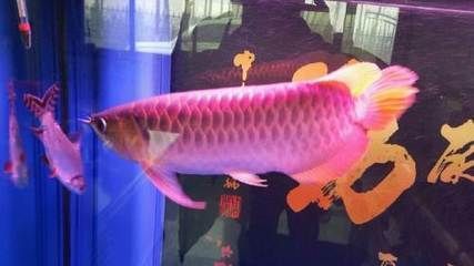 紅龍魚的最好品種4.5公分多少錢一條？（紅龍魚多少錢一條）