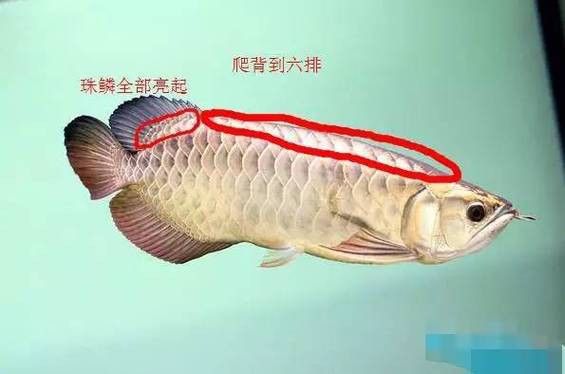紅龍魚(yú)怎么看品相好壞圖片