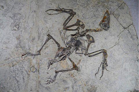 紅龍魚(yú)怎么看品相好壞圖片