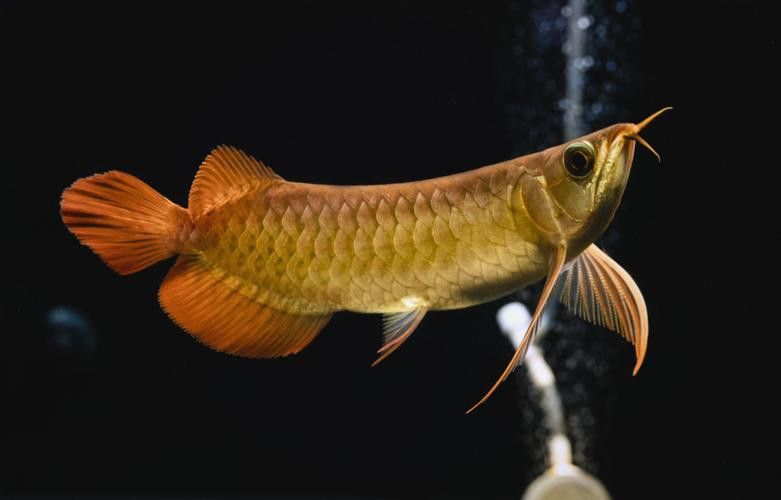 紅龍魚品相怎么看好壞圖解