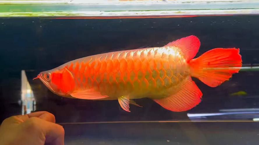 紅龍魚品相怎么看好壞圖解