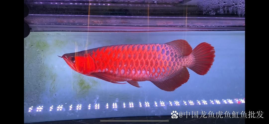 紅龍魚品相怎么看好壞圖解