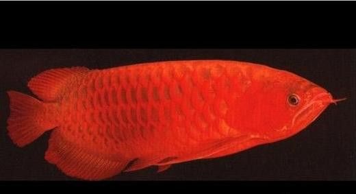 紅龍魚品相怎么看好壞圖解