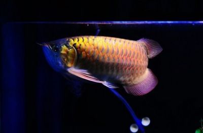 紅龍魚的生長環(huán)境及溫度（紅龍魚生長環(huán)境及最適宜溫度）