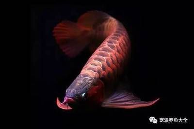 紅龍魚的生長環(huán)境及溫度（紅龍魚生長環(huán)境及最適宜溫度）