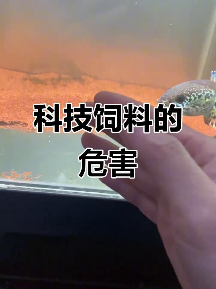 雷龍魚喂科技飼料有什么影響