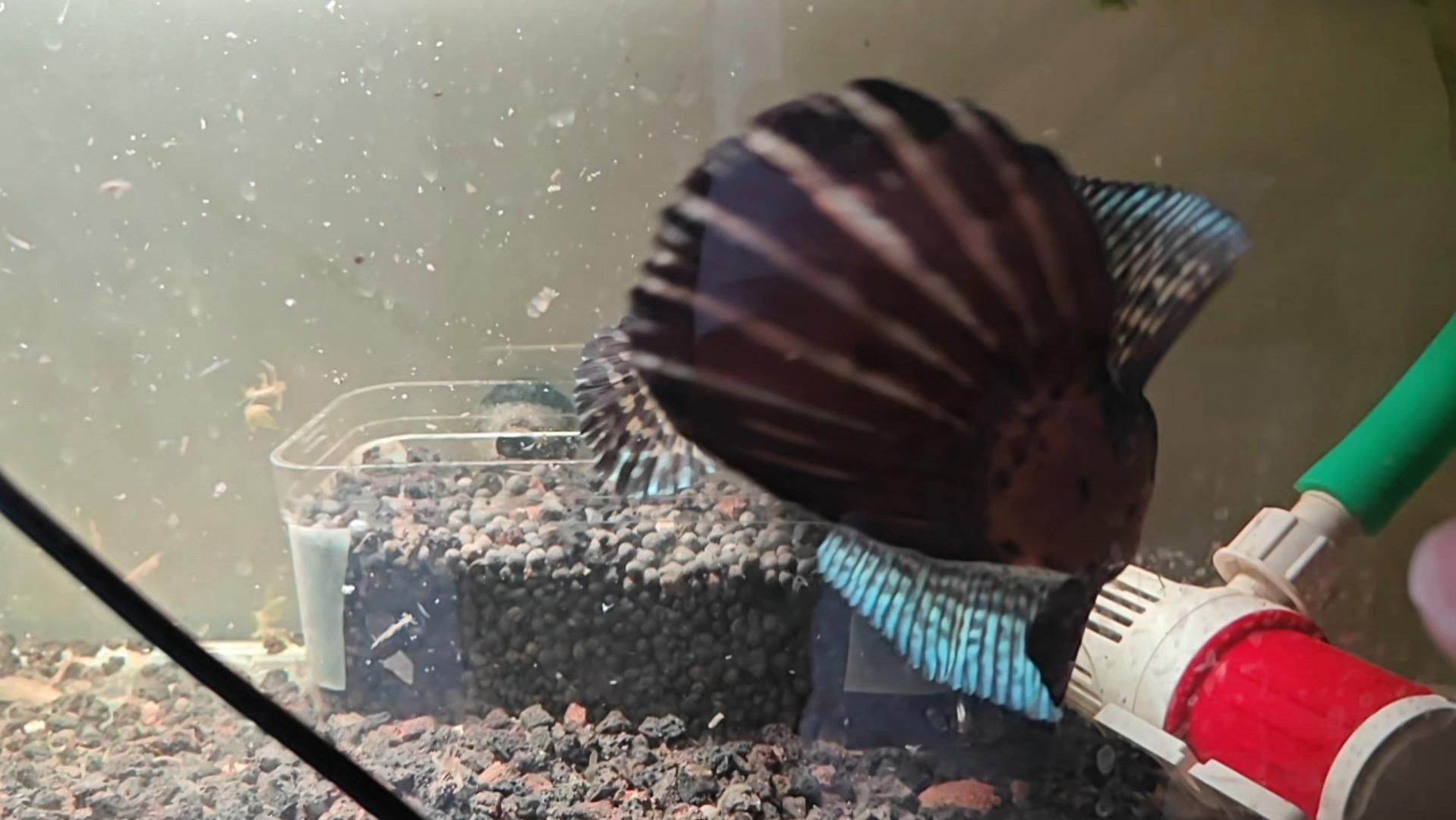 雷龍魚喂科技飼料有什么影響