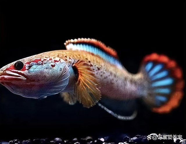 雷龍魚喂科技飼料有什么影響