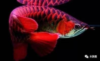 龍魚拒食時，可以通過以下幾個方面補充營養：水質的變化：龍魚不吃食物，如何在水中補充營養