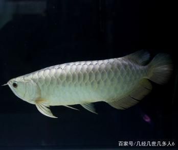 銀龍魚用什么燈照比較好（關于銀龍魚照明選擇的詳細信息）