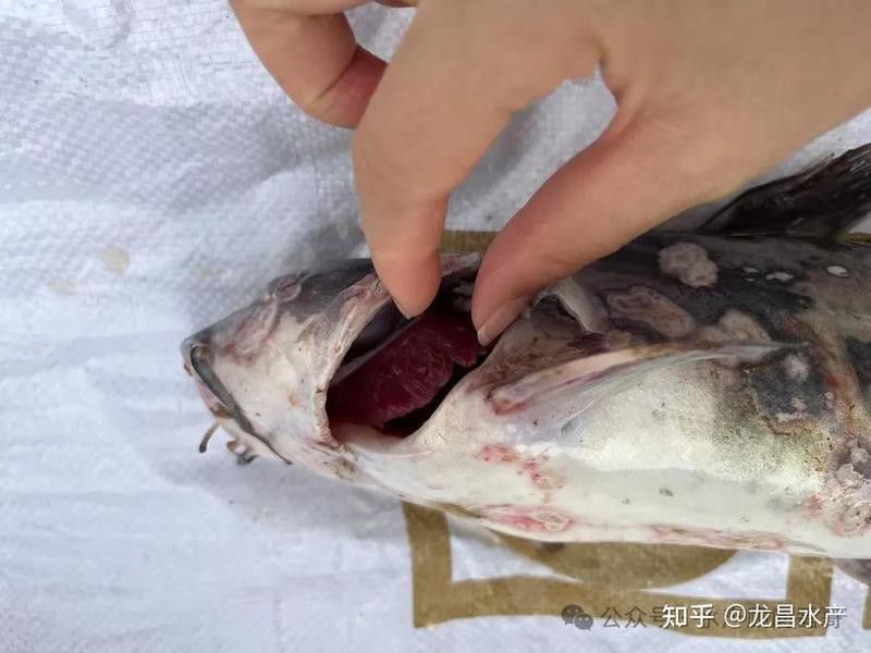 龍魚爛鰓病如何預防？ 龍魚爛鰓病如何預防？ 龍魚百科 第6張