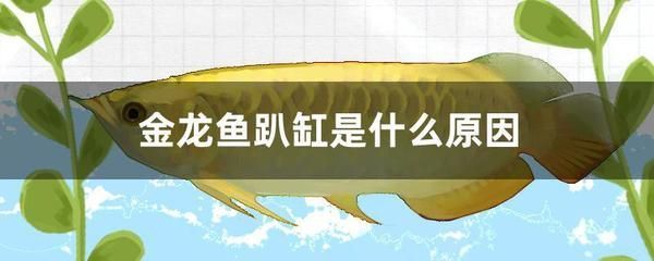 金龍魚扒缸是什么原因：金龍魚趴缸是什么原因