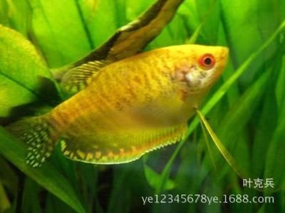 養龍魚燈光每天開時間：養龍魚時燈光每天開時間